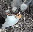 bald eagle family