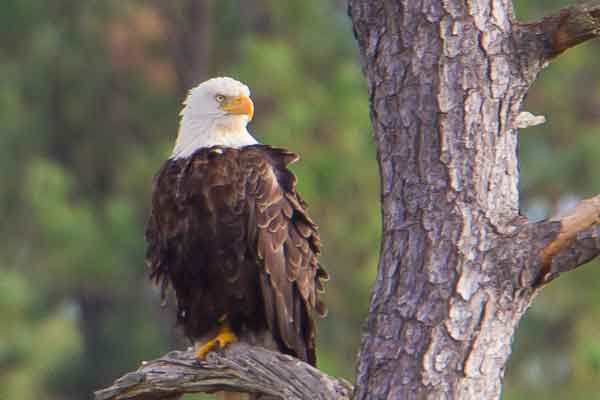 Bald Eagle in a tree